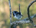 (71) Superb Fairy Wren